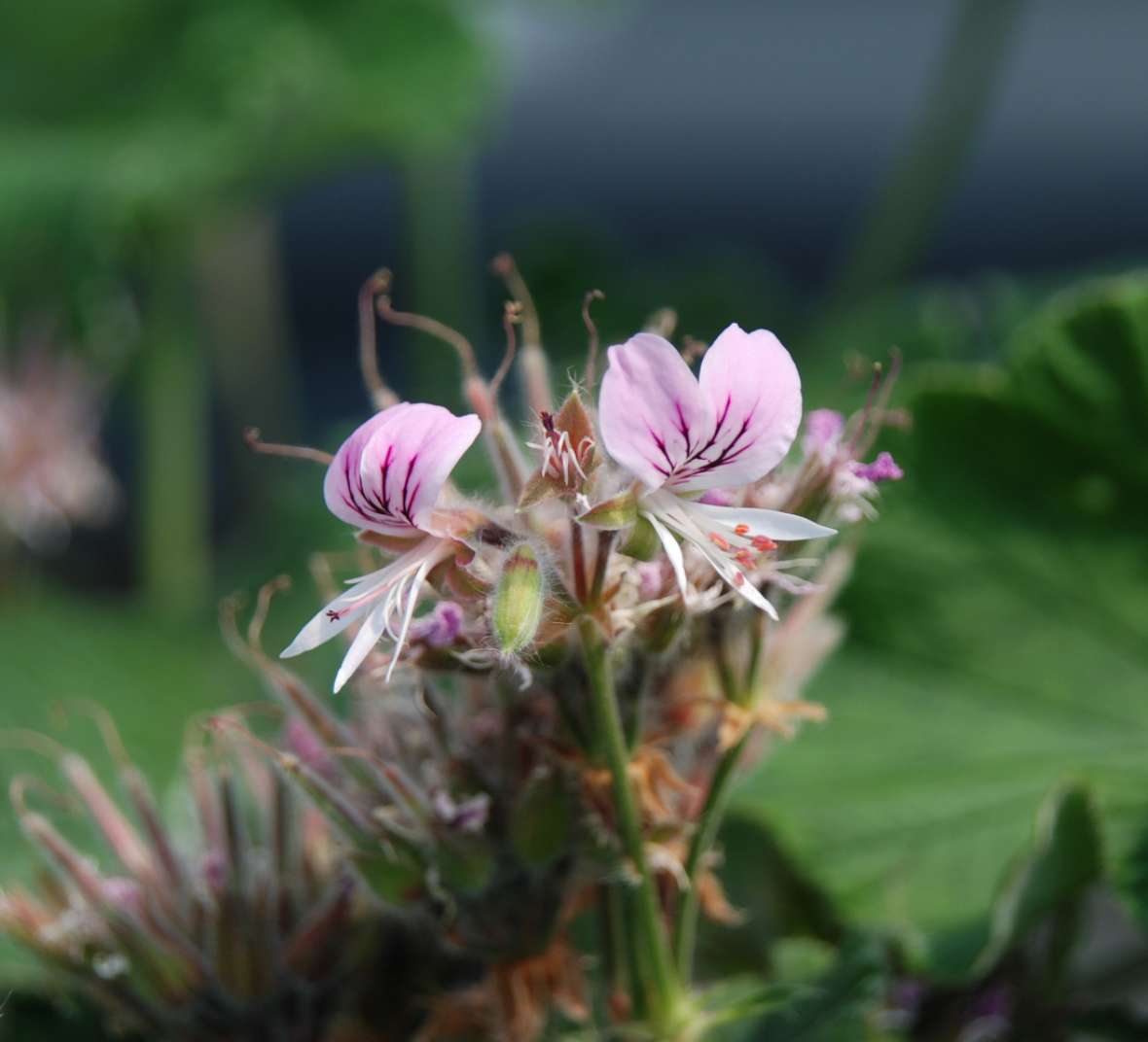Aktuelles Foto von Pelargonium cordifolium aus den Botanischen Sammlungen der Österreichischen Bundesgärten