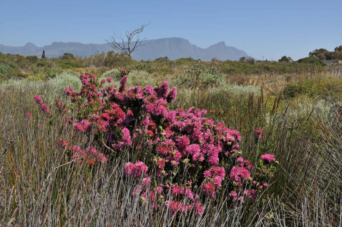 Aus den Österreichischen Bundesgärten stammende Erica verticillata, ausgewildert in Südafrika