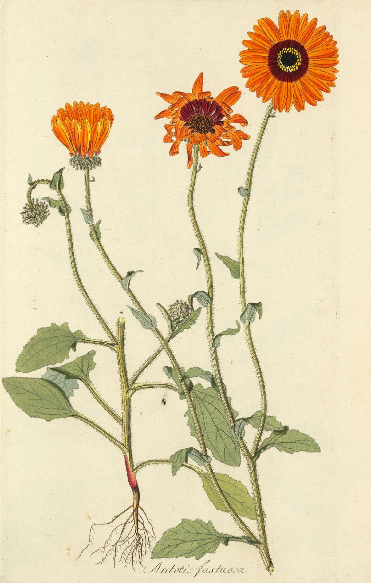 Botanische Illustration von Arctotis fastidiosa