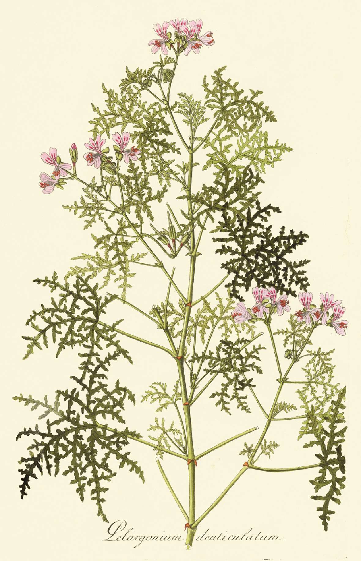 Botanische Illustration von Pelargonium denticulatum