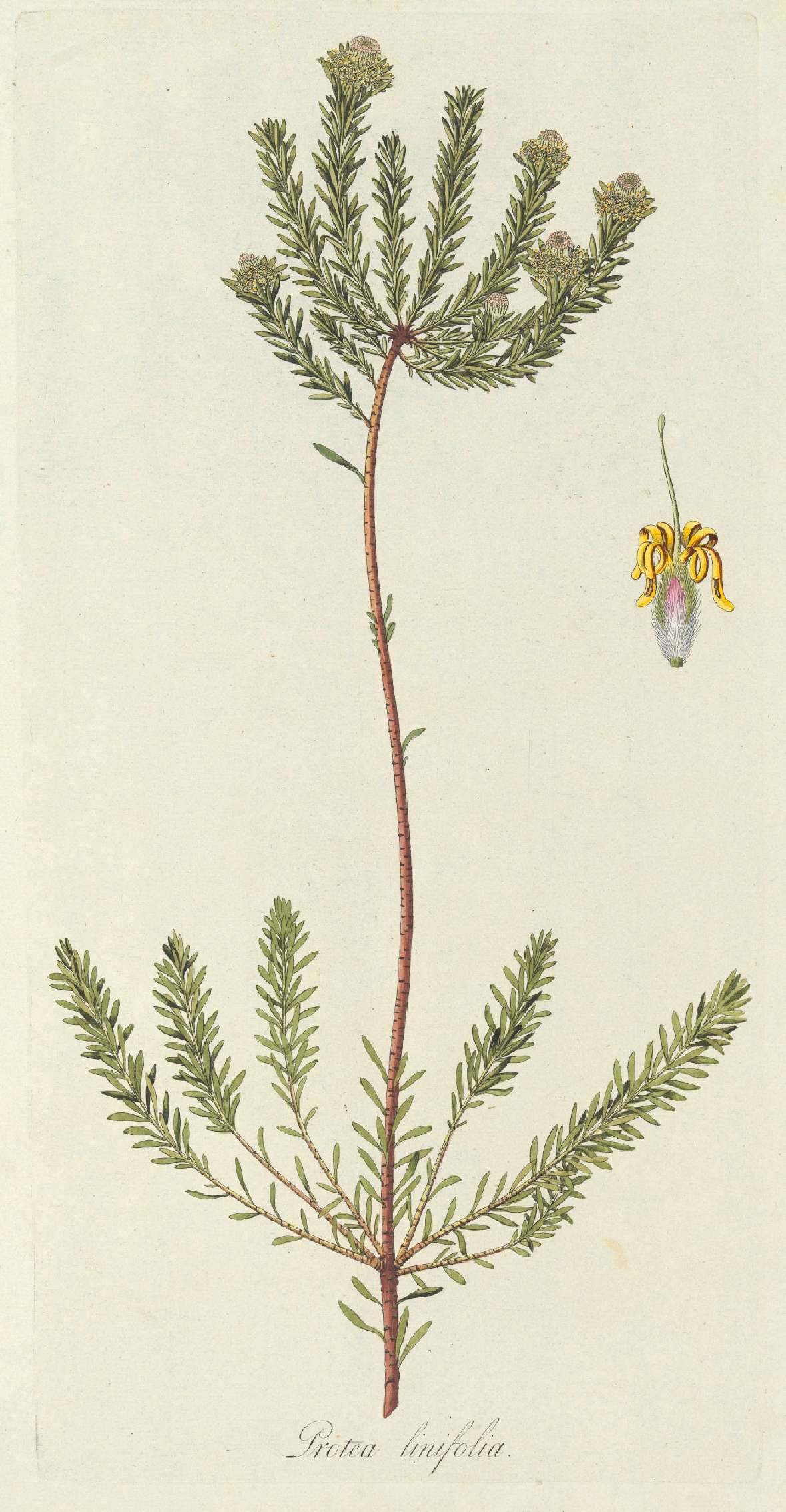 Botanische Illustration von Protea linifolium