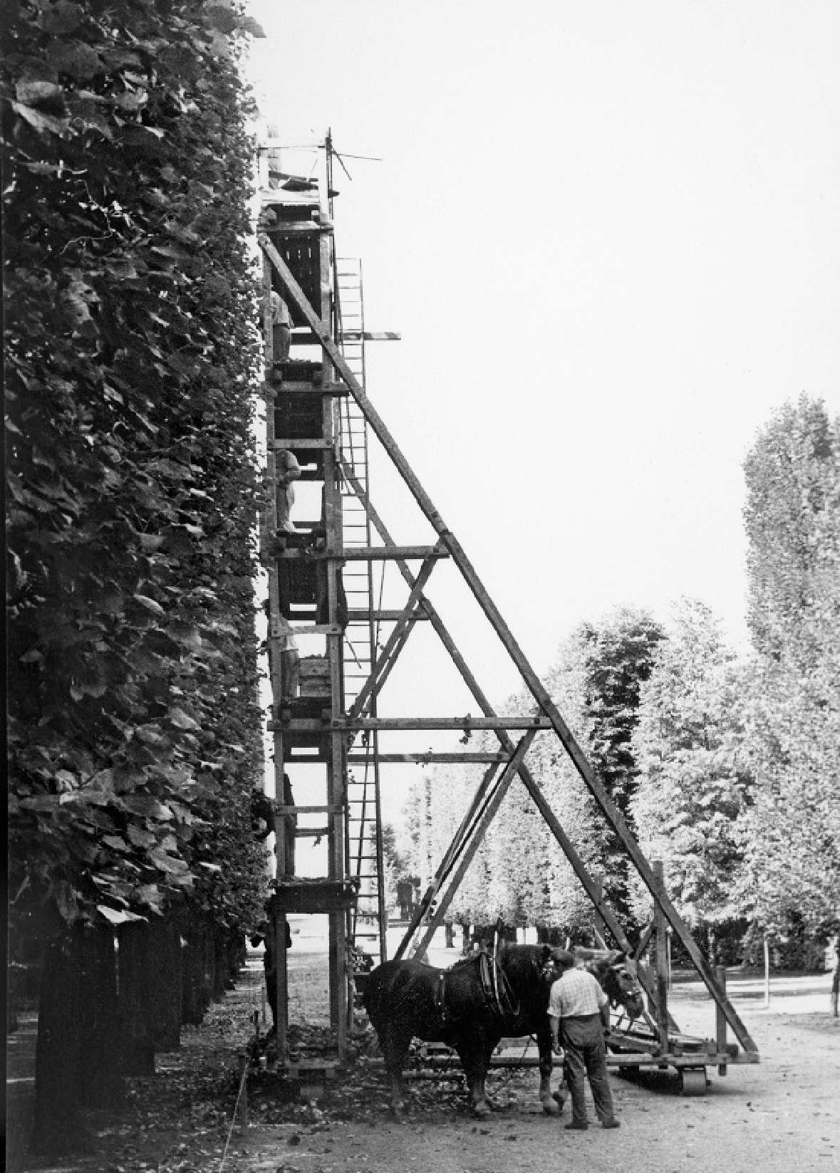 Historisches Foto eines Schneidgerüstes