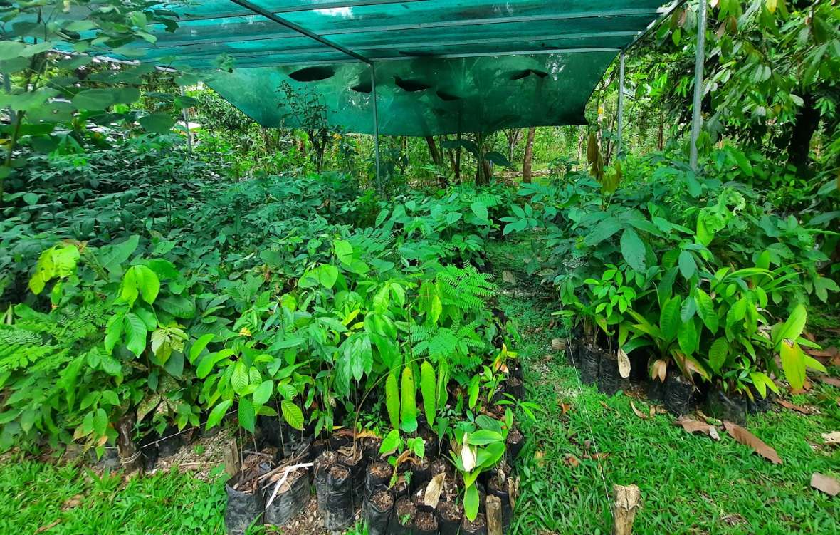 Jungpflanzen für die Wiederaufforstung