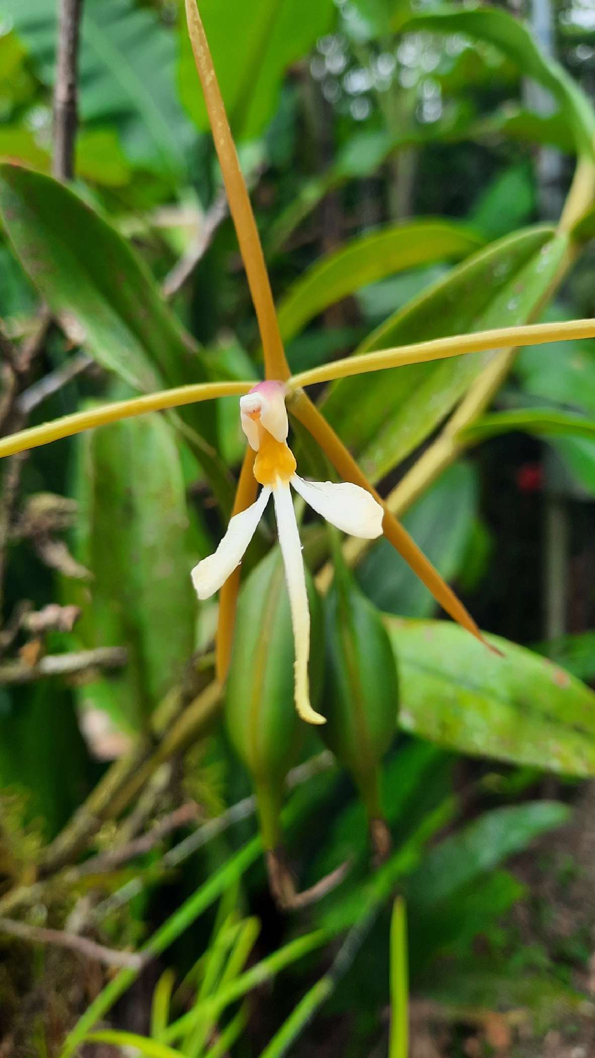 Orchideenblüte