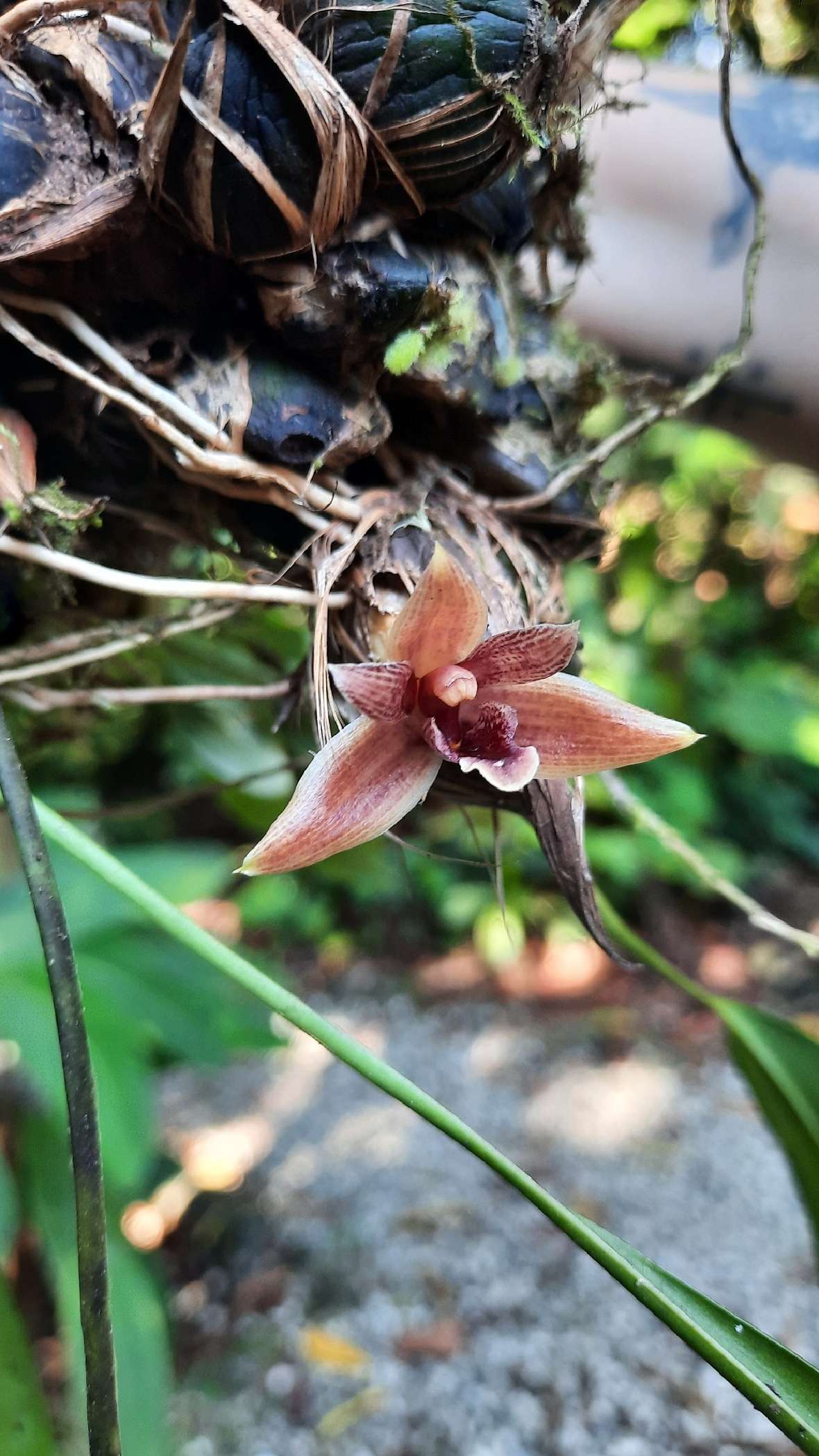Orchideenblüte