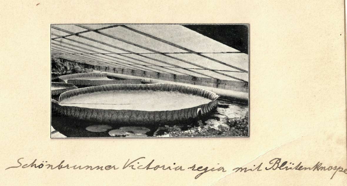 Historisches Foto des alten Victoria-Hauses 