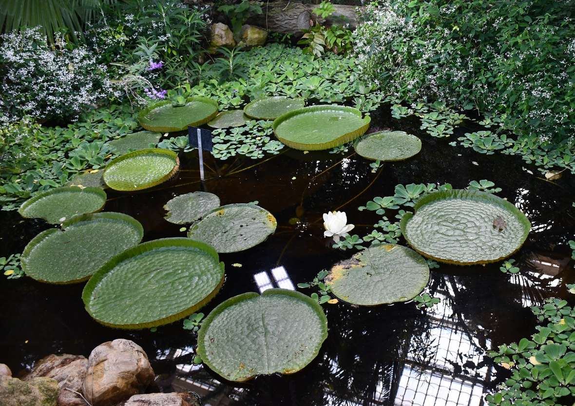 Seerosenteich im Palmenhaus