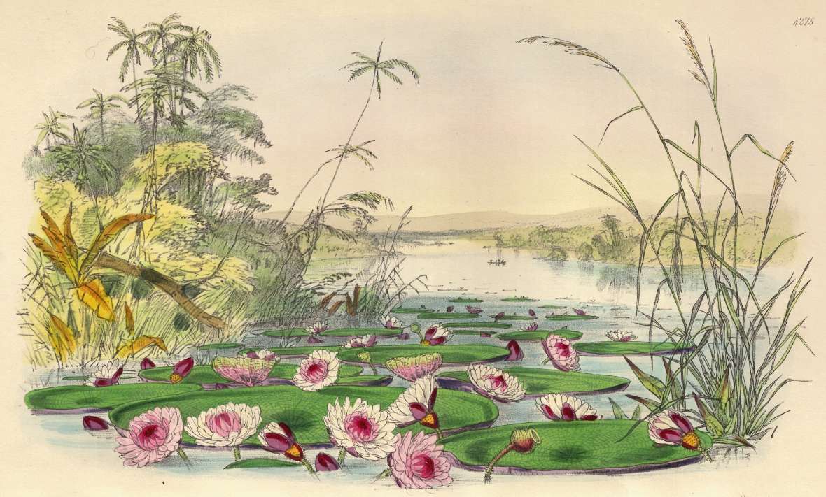 Kolorierter Stich von Victoria am Naturstandort