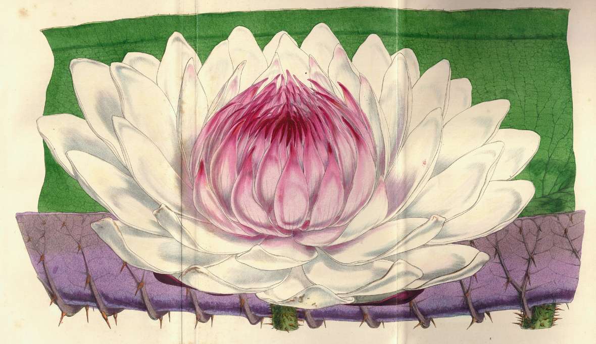 Botanische Illustration einer Victoria