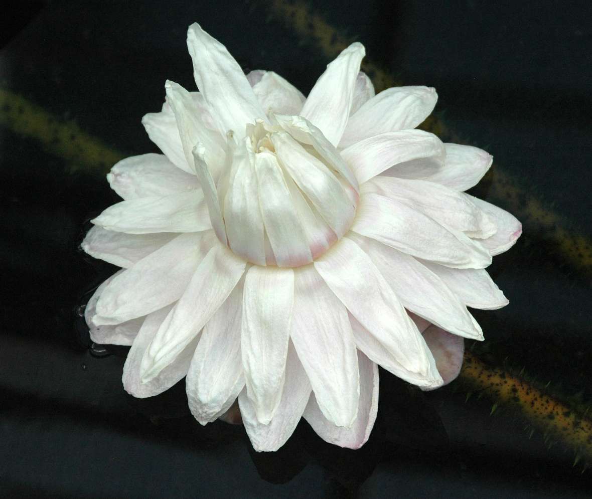 Die weiße Blüte einer Victoria