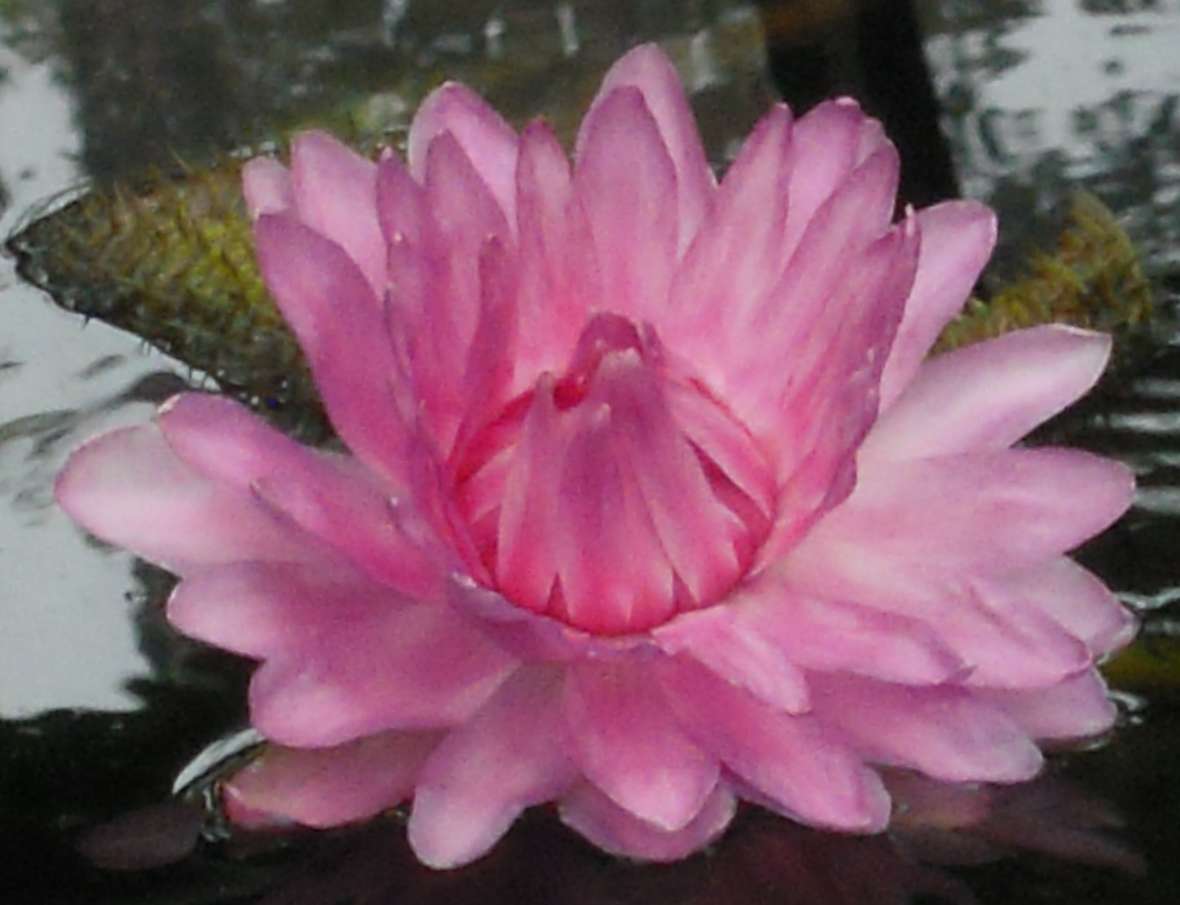 Die rosarote Blüte einer Victoria