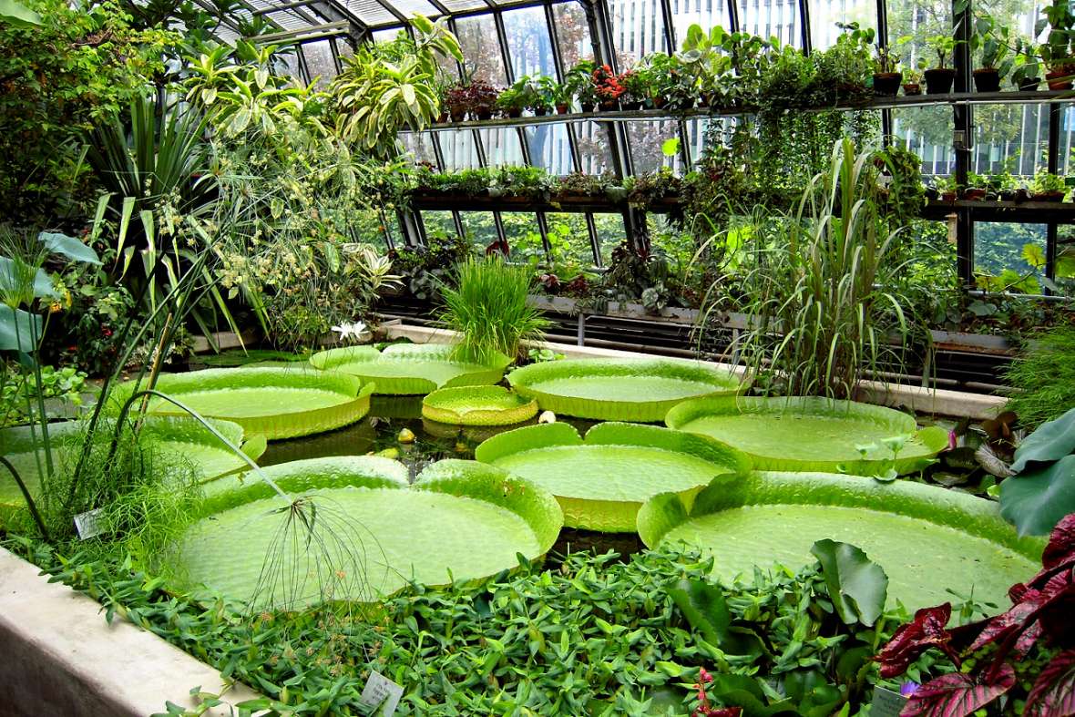 Die Riesenseerose in einem Wasserbecken in einem Glashaus