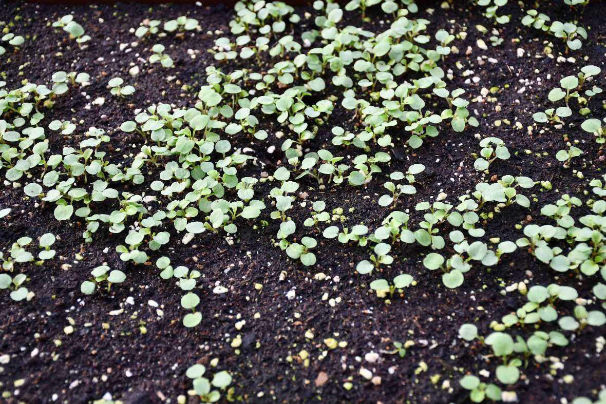 Viele kleine grüne Keimlinge in der Erde einer Saatkiste.