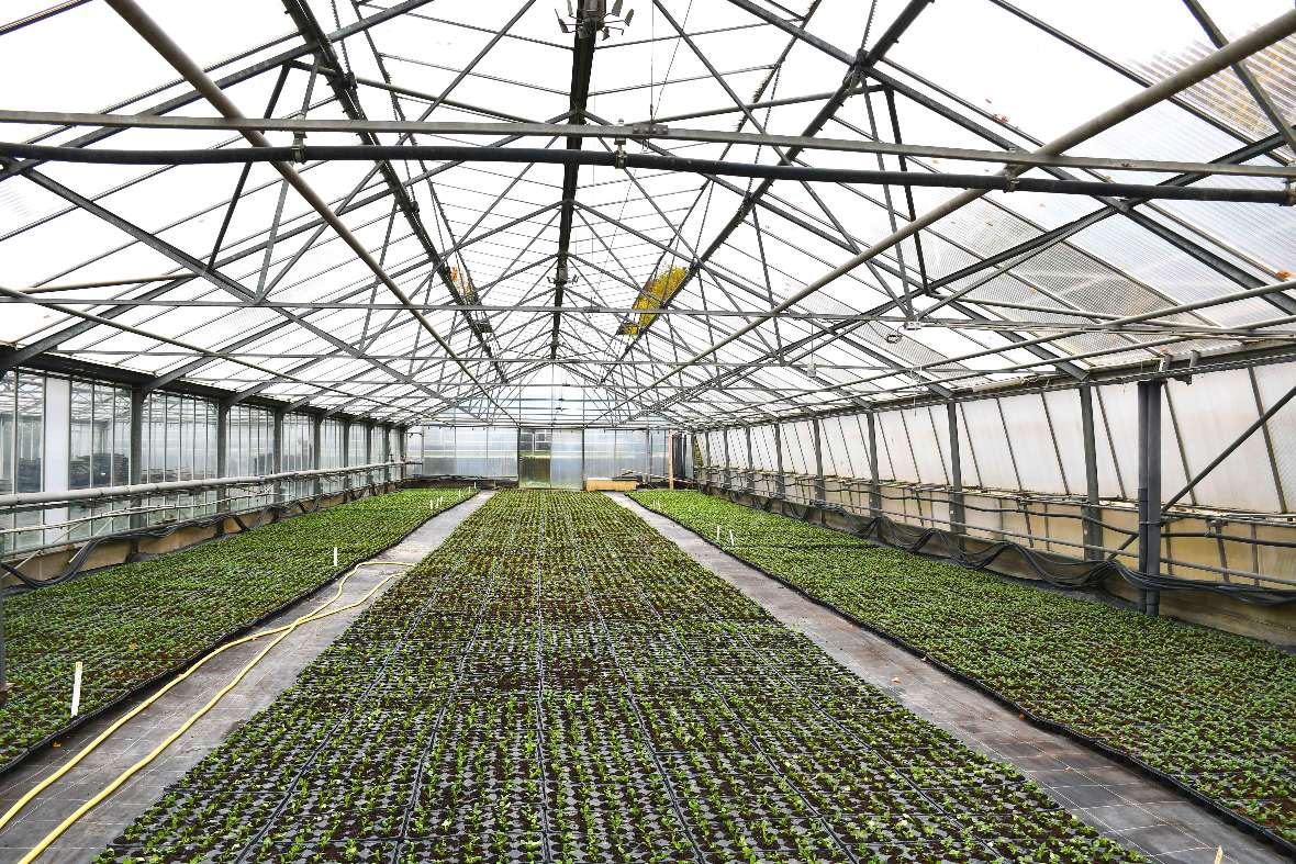 Blick über viele Pflanzen der Viola cornuta in aneinandergereihten Containerplatten in einem Glashaus.