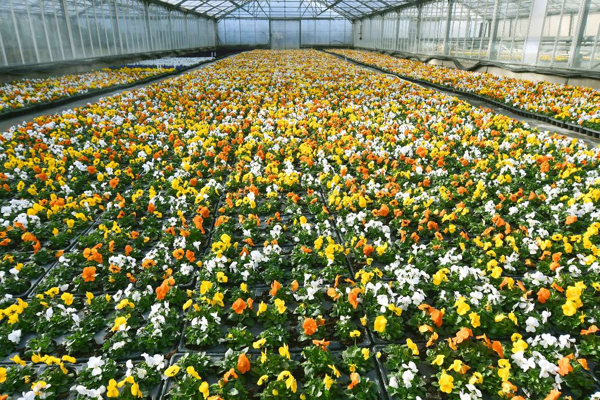 Blick in ein Glashaus mit vielen bunt blühenden Viola cornuta in aneinandergereihten Containerplatten.