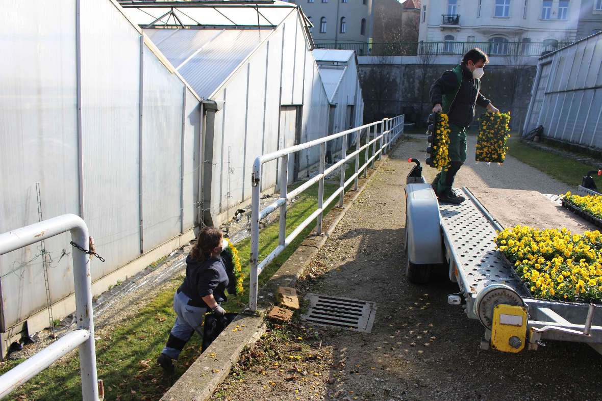 Containerplatten mit gelb blühenden Viola corntua werden auf einen Traktor geladen.