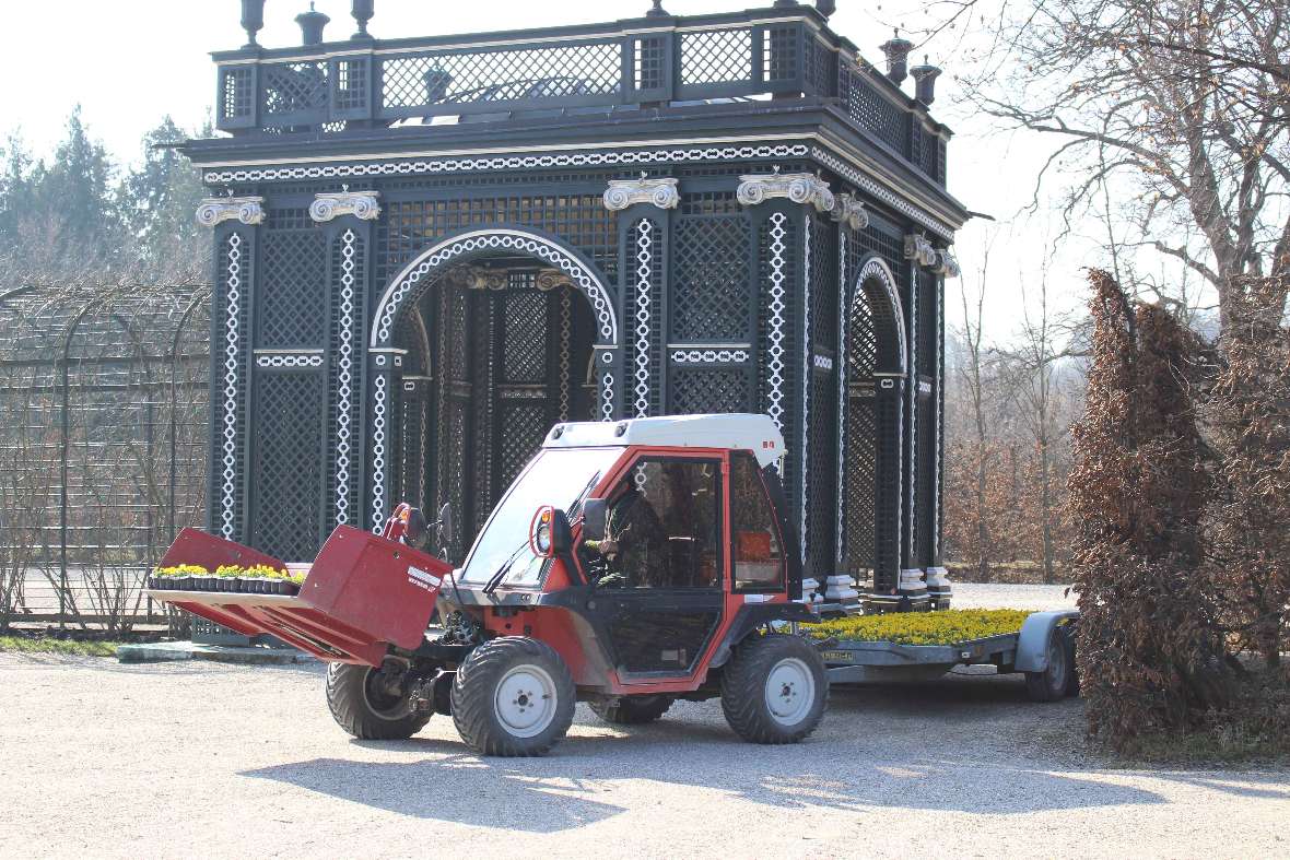 Der Traktor mit den gelb blühenden Viola cornuta fährt in den Hietzinger Kammergarten im Schlosspark Schönbrunn ein.