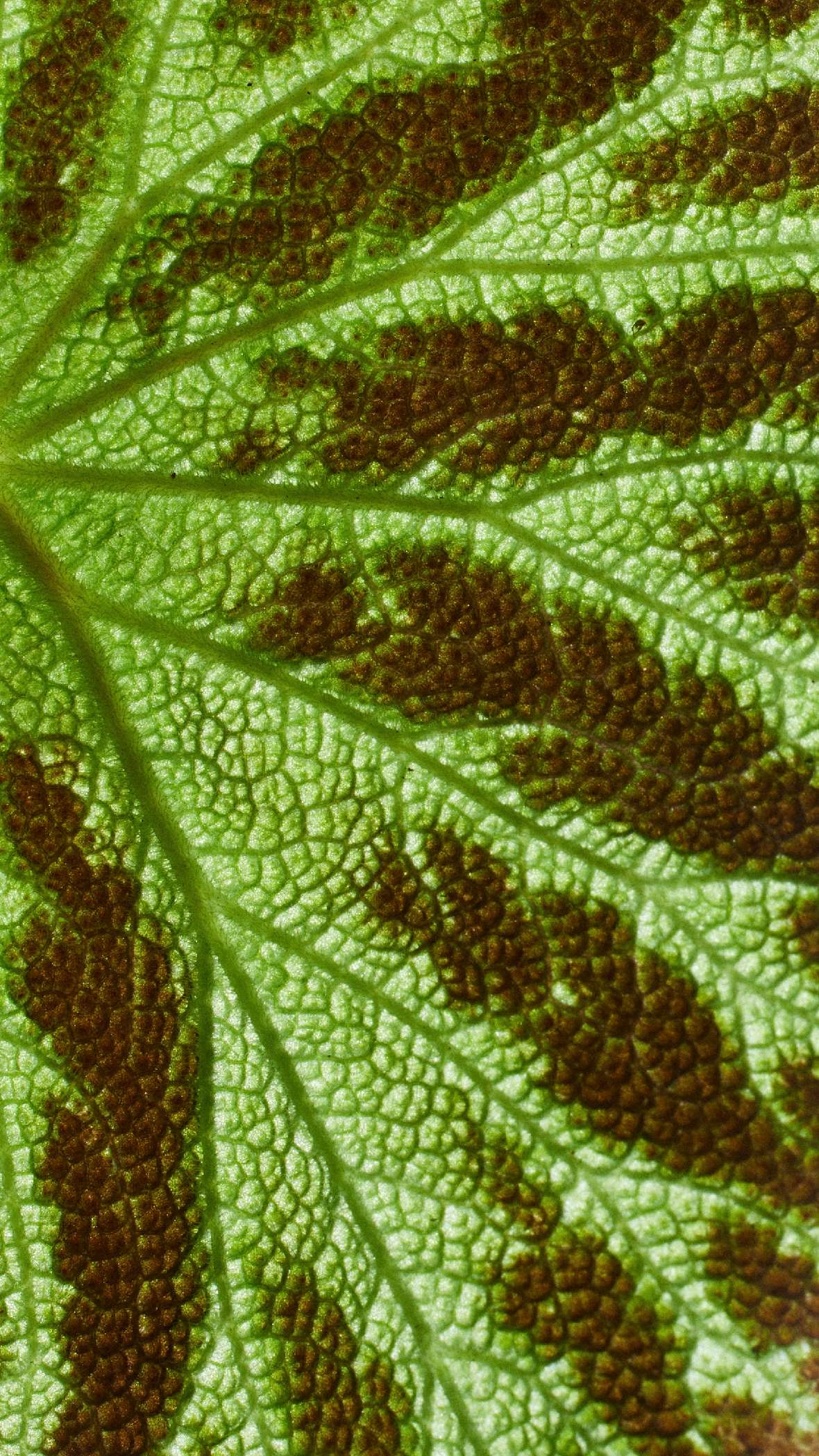Hellgrünes Blatt mit dunkelbraunen Flecken