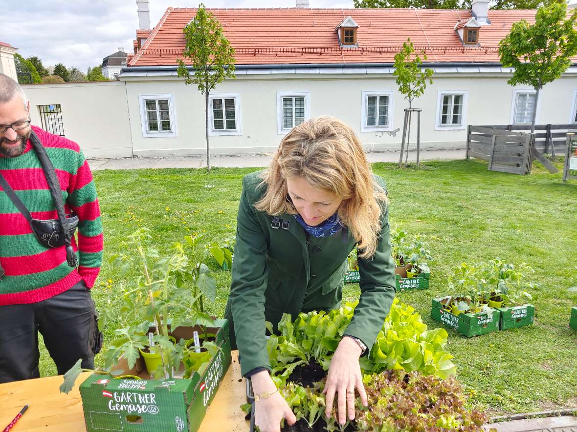 Katrin Völk sortiert den jungen Salat am Tisch