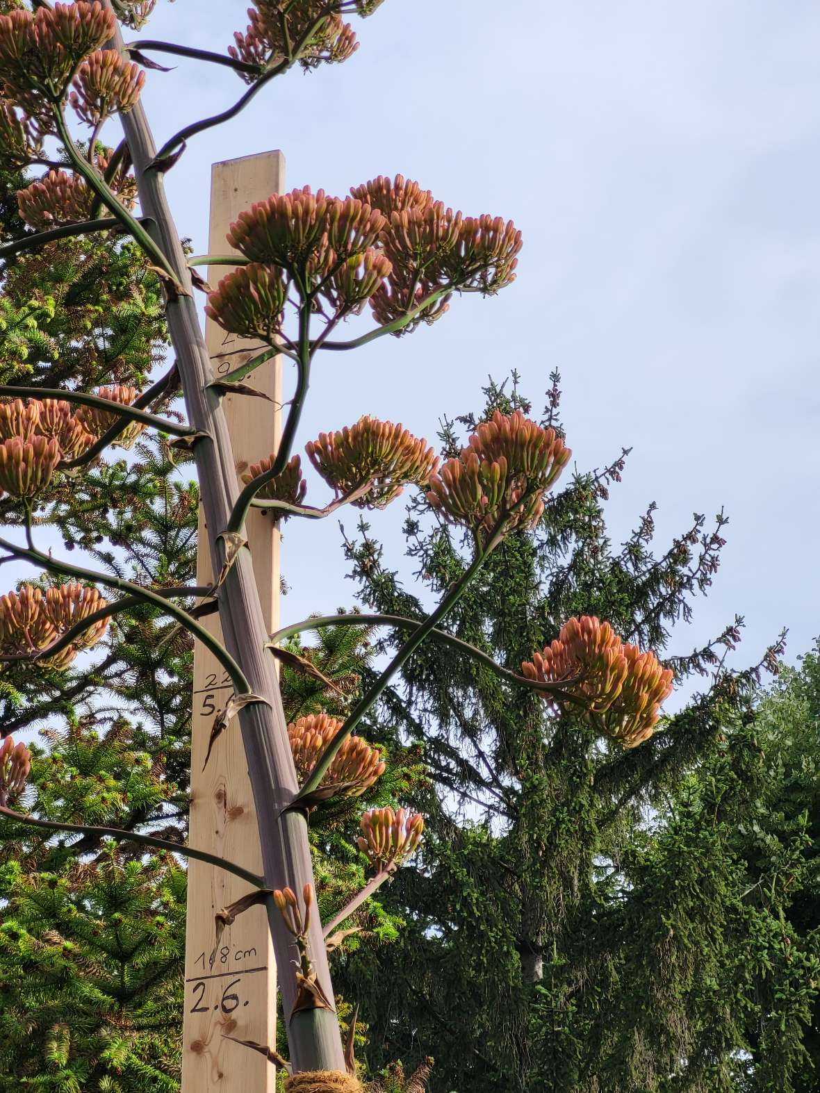 Detailaufnahme der Blüten