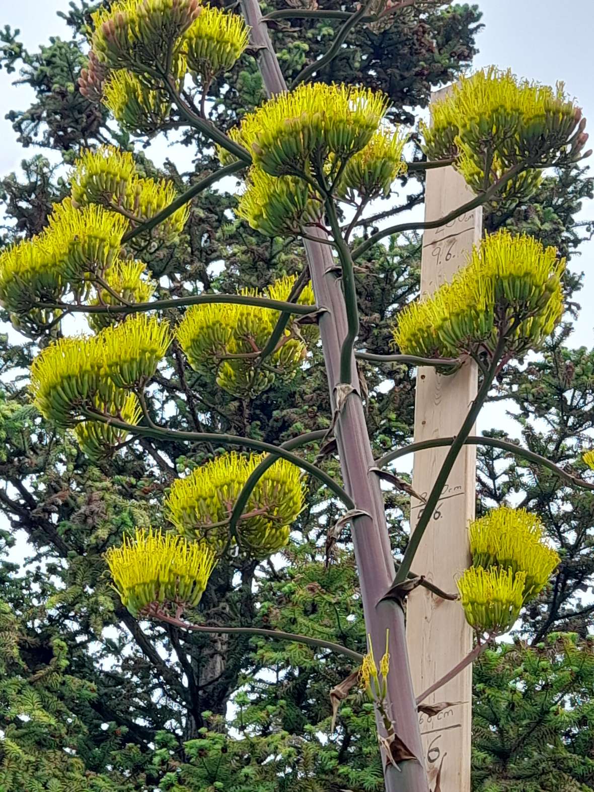 Blütenstand der Agave mit sich öffnenden Blüten