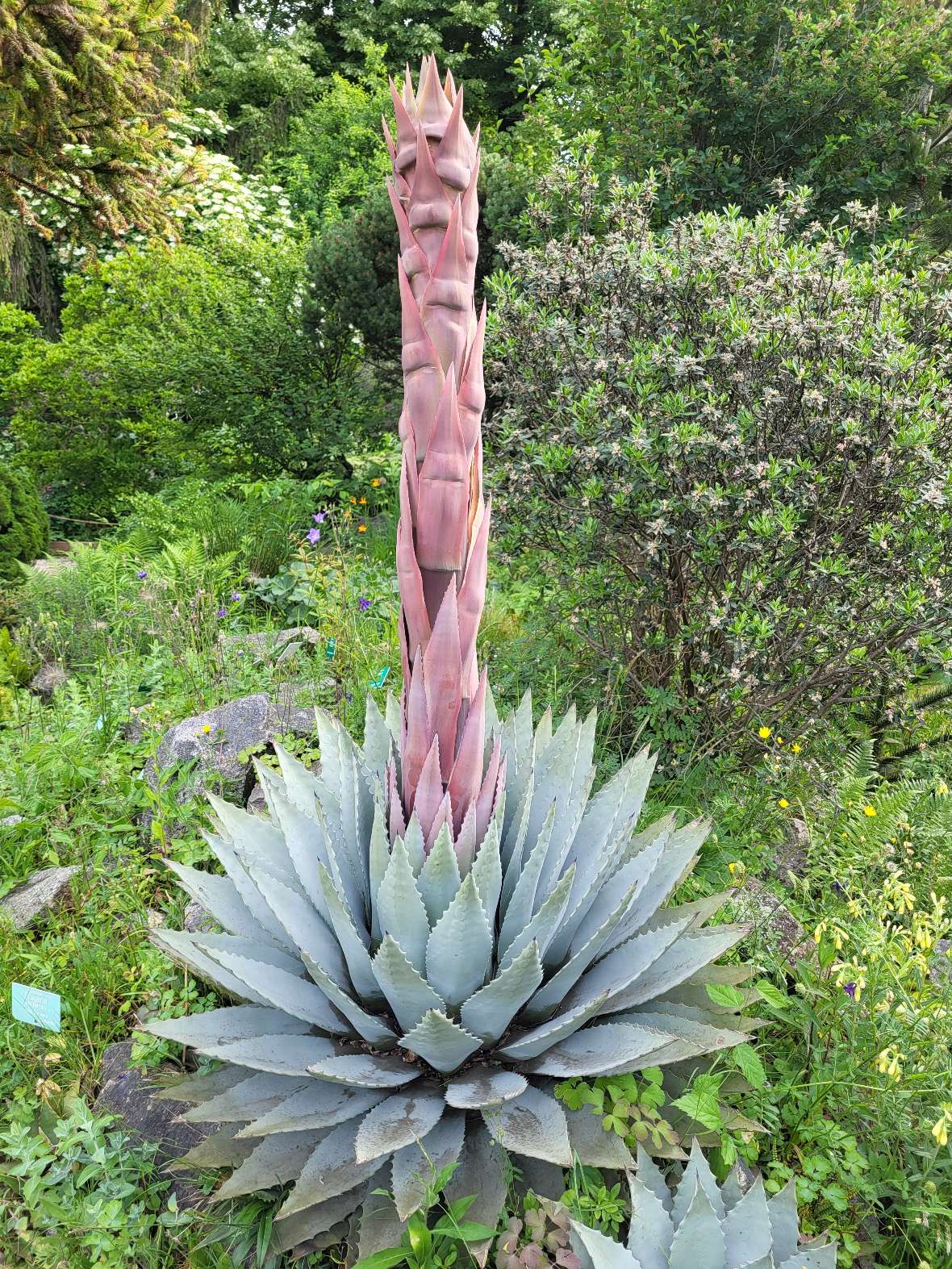 die Agave im Ganzen