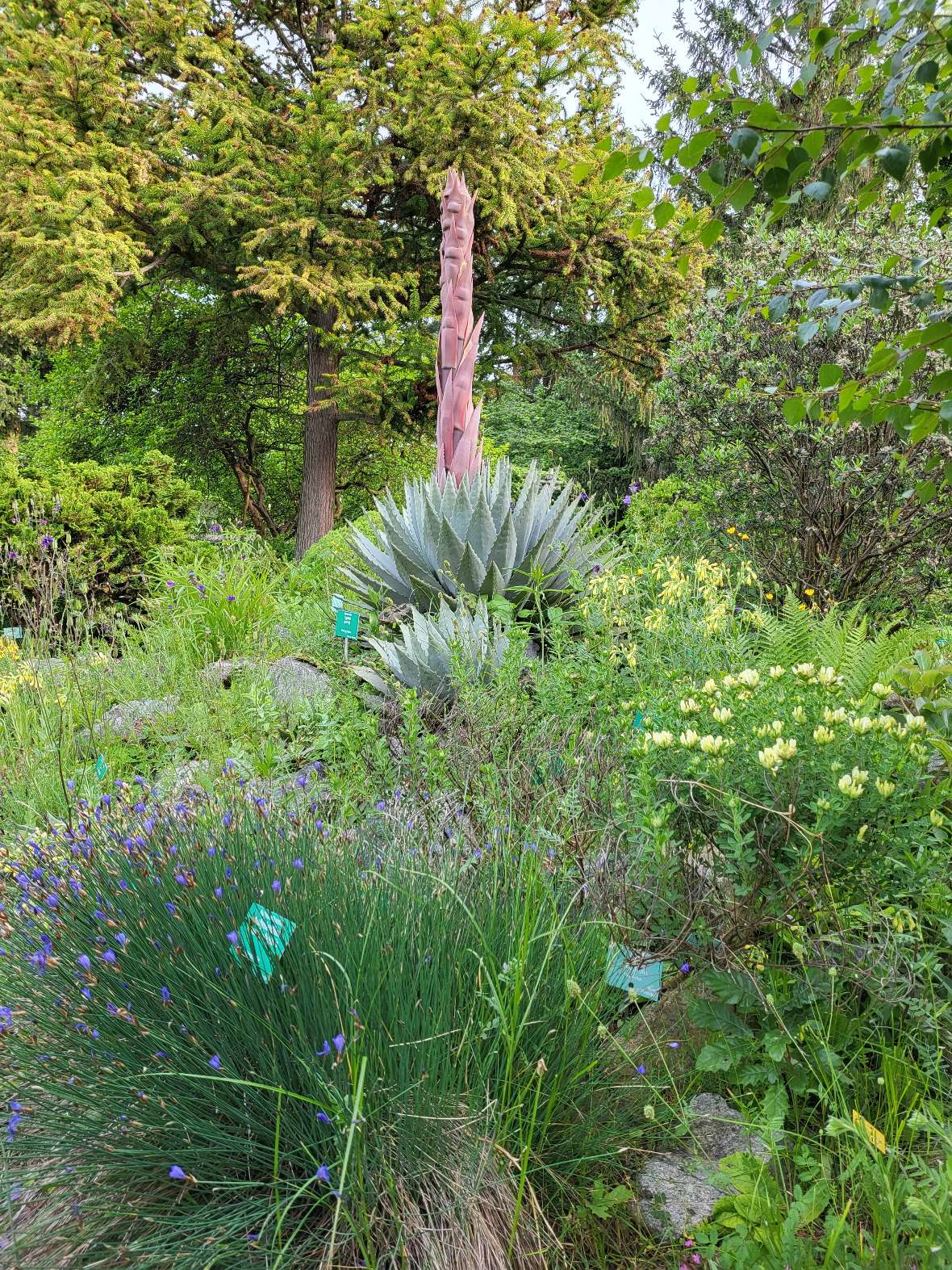 Agave auf dem Hügel, Blick von unten