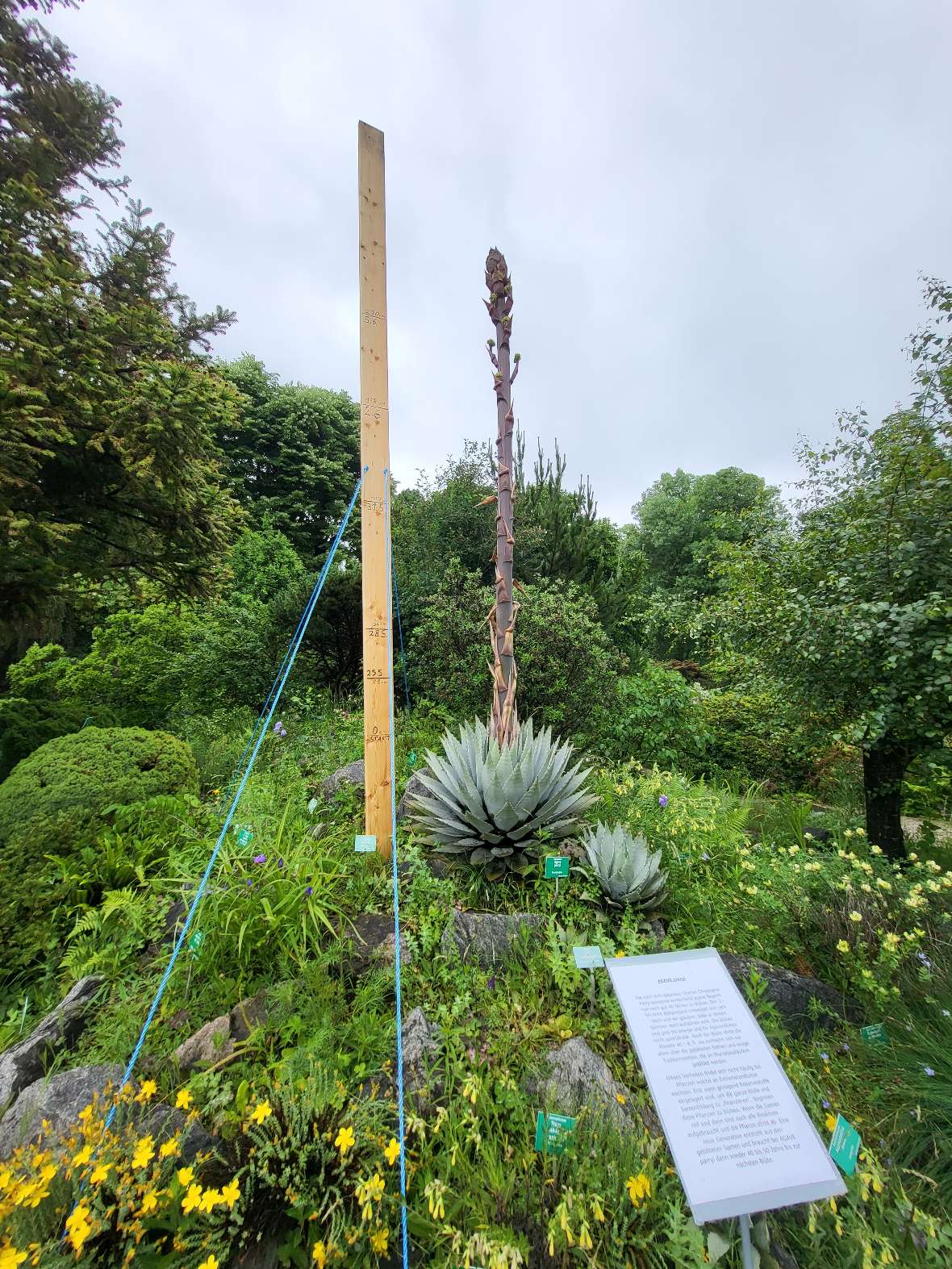 schon 2,5 Meter Blütenstand der Agave 