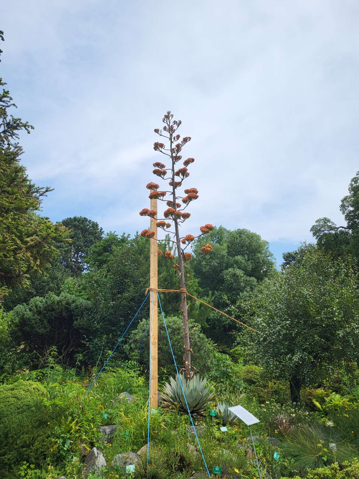 Die Agave mit ausgebildetem Blütenstand