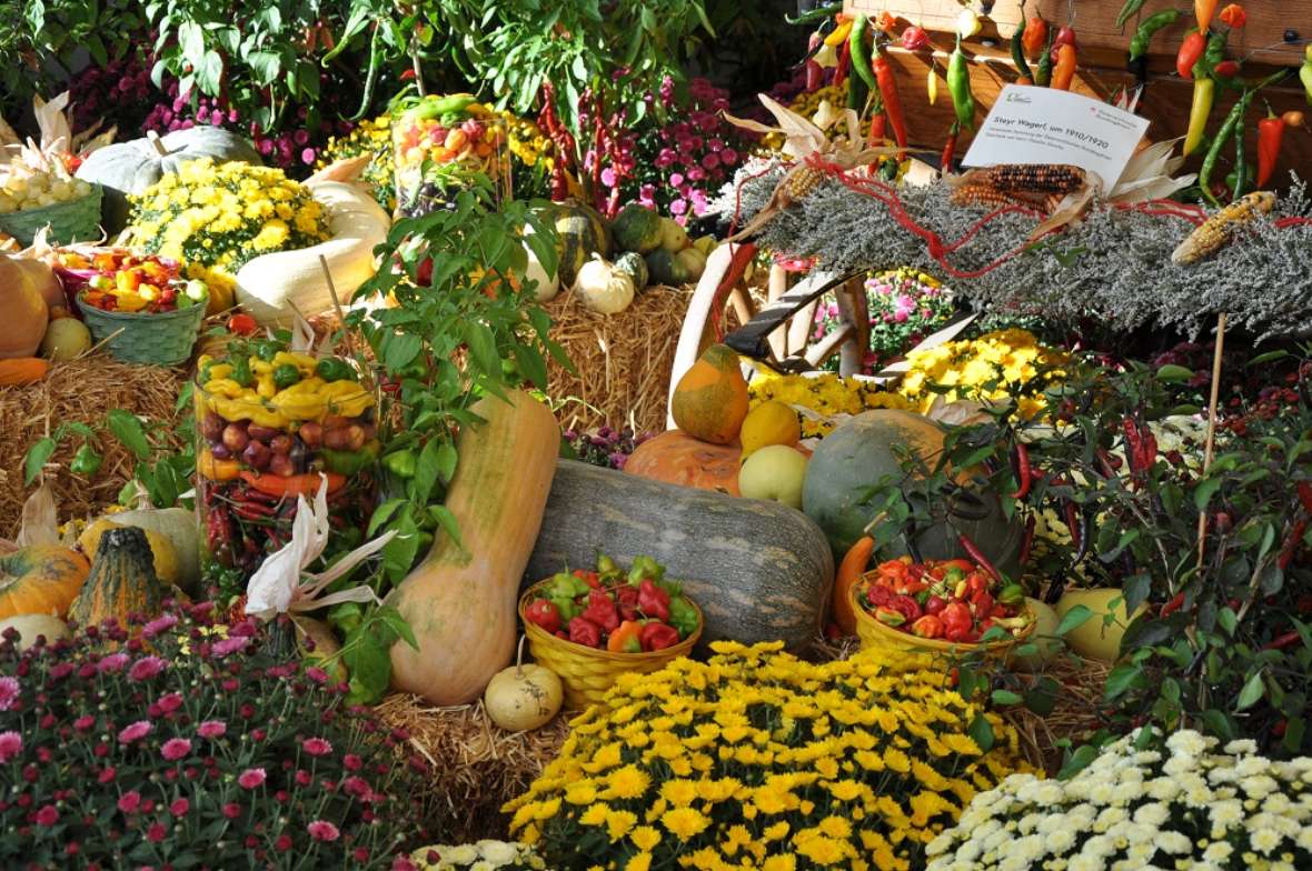 zu sehen sind herbstliche Blumen in gelb und weiß, dazwischen verschiedene Kürbisse in orange und gelb