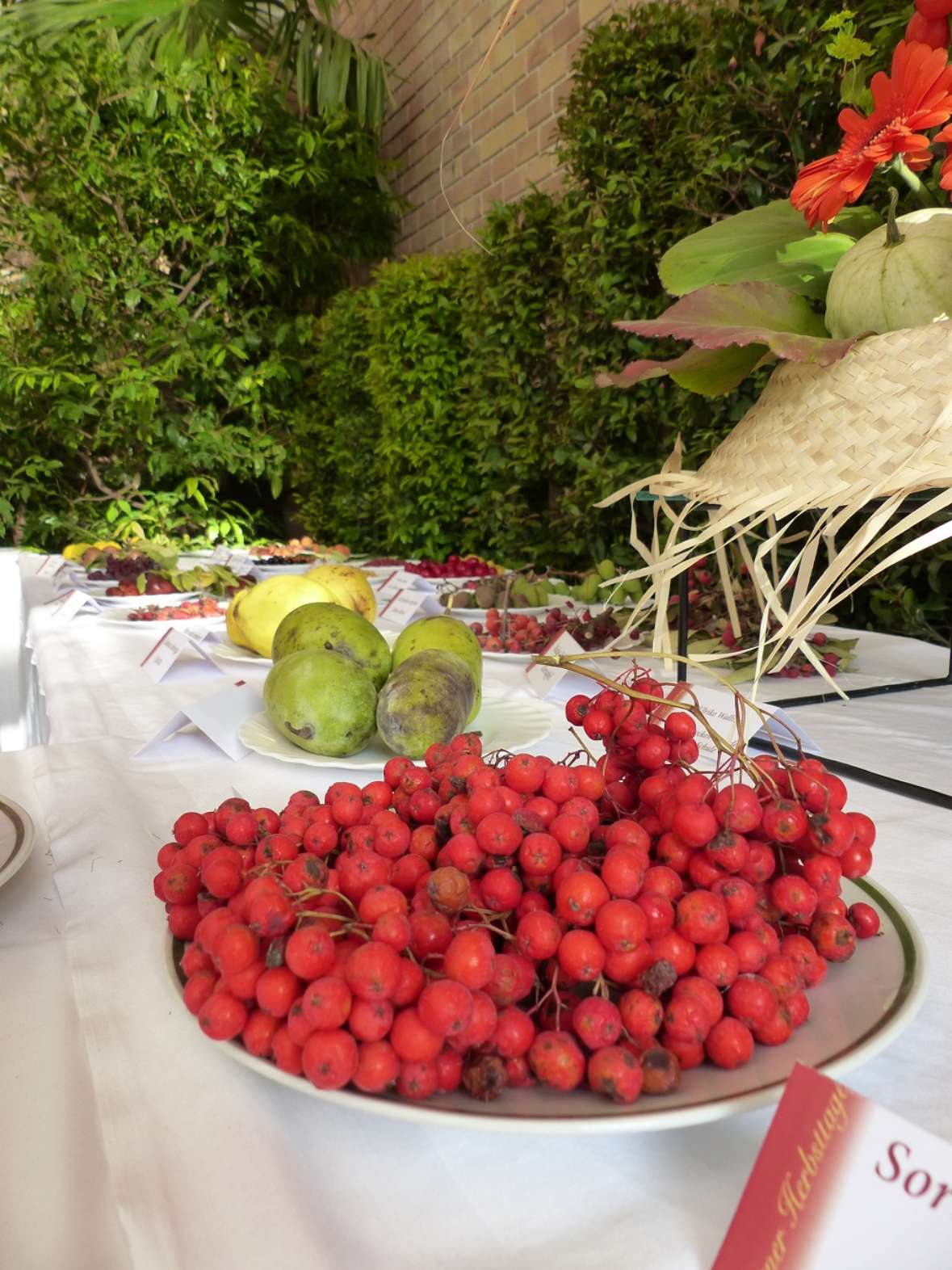 zu sehen ist im Vordergrund eine Schüssel mit roten Trauben, hinter Teller mit grünen und gelben Äpfeln.
