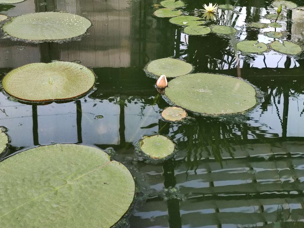 zu sehen ist ein Wasserbecken in einem Glashaus, in dem große grüne Seerosenblätter schwimmen