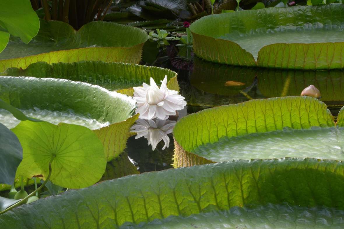 zu sehen sind große, grüne Seerosenblätter und eine blühende Seerose mit weißen Blütenblättern