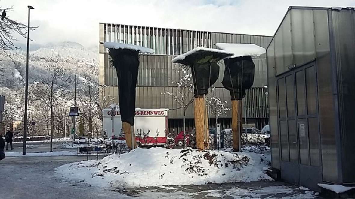zu sehen sind 3 Palmen, ganz verpackt, dahinter ein Gebäude und Bäume mit Schnee bedeckt