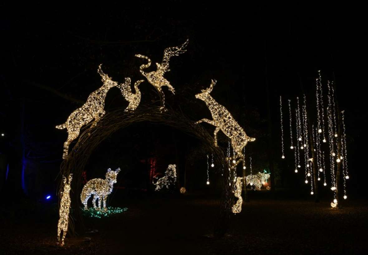 zu sehen sind Lichtfiguren in der Dunkelheit, zwei Pelikane und einige Wildtiere