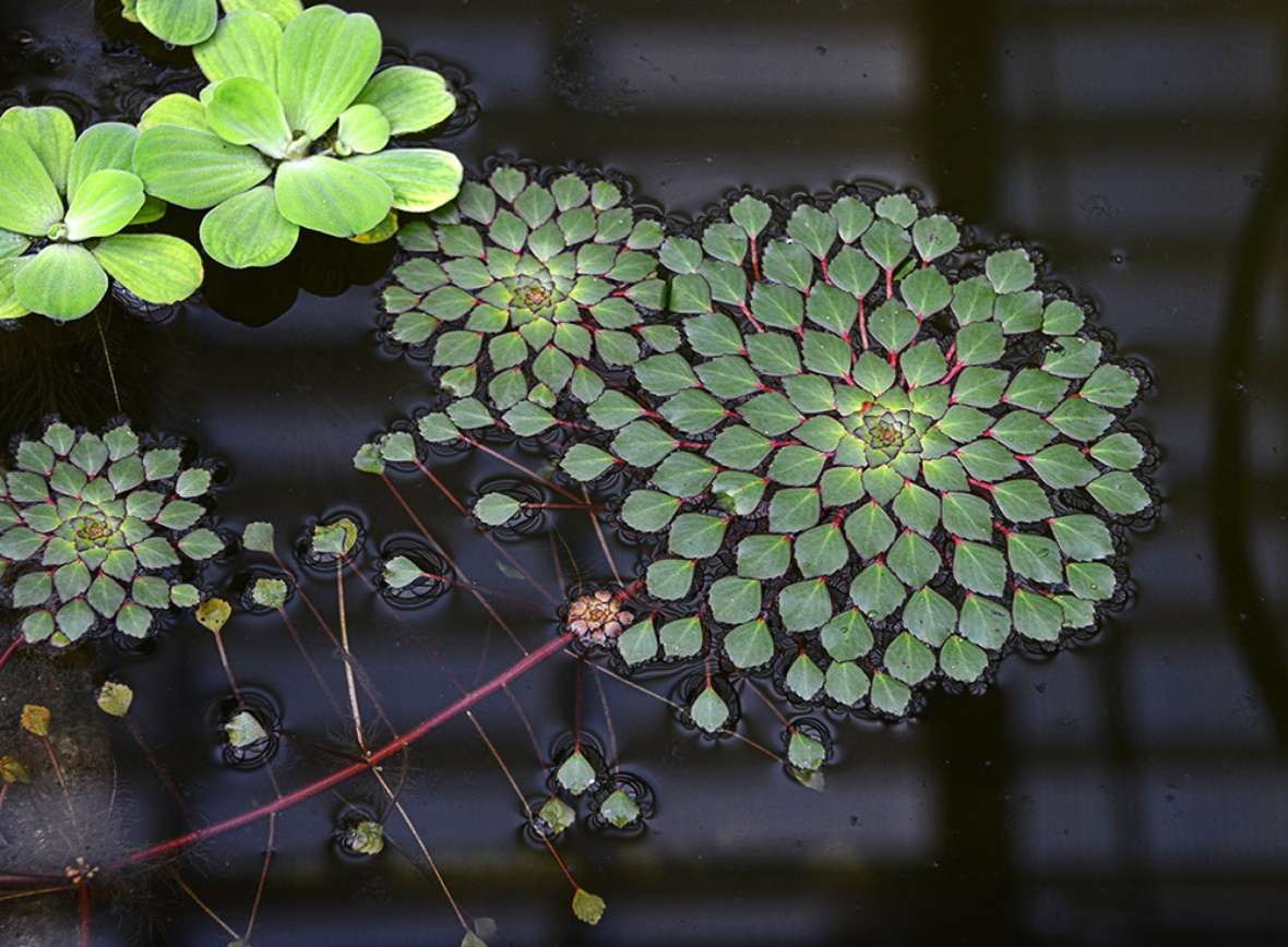 zu sehen ist eine Pflanze mit grünen Blättern die im Wasser schwimmt