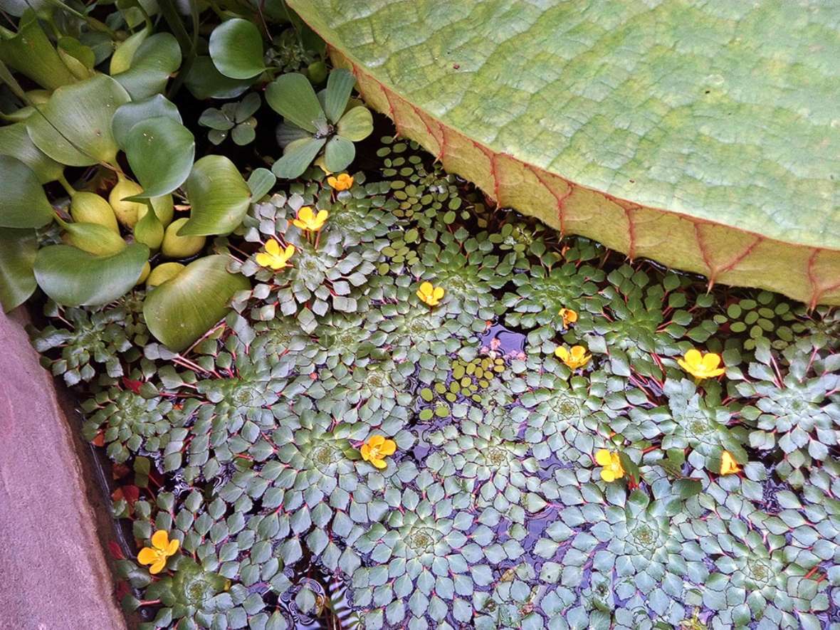 zu sehen ist ein Wasserbecken, in dem ein großes Seerosenblatt zu sehen ist. Daneben schwimmen kleine gelbe Blüten.