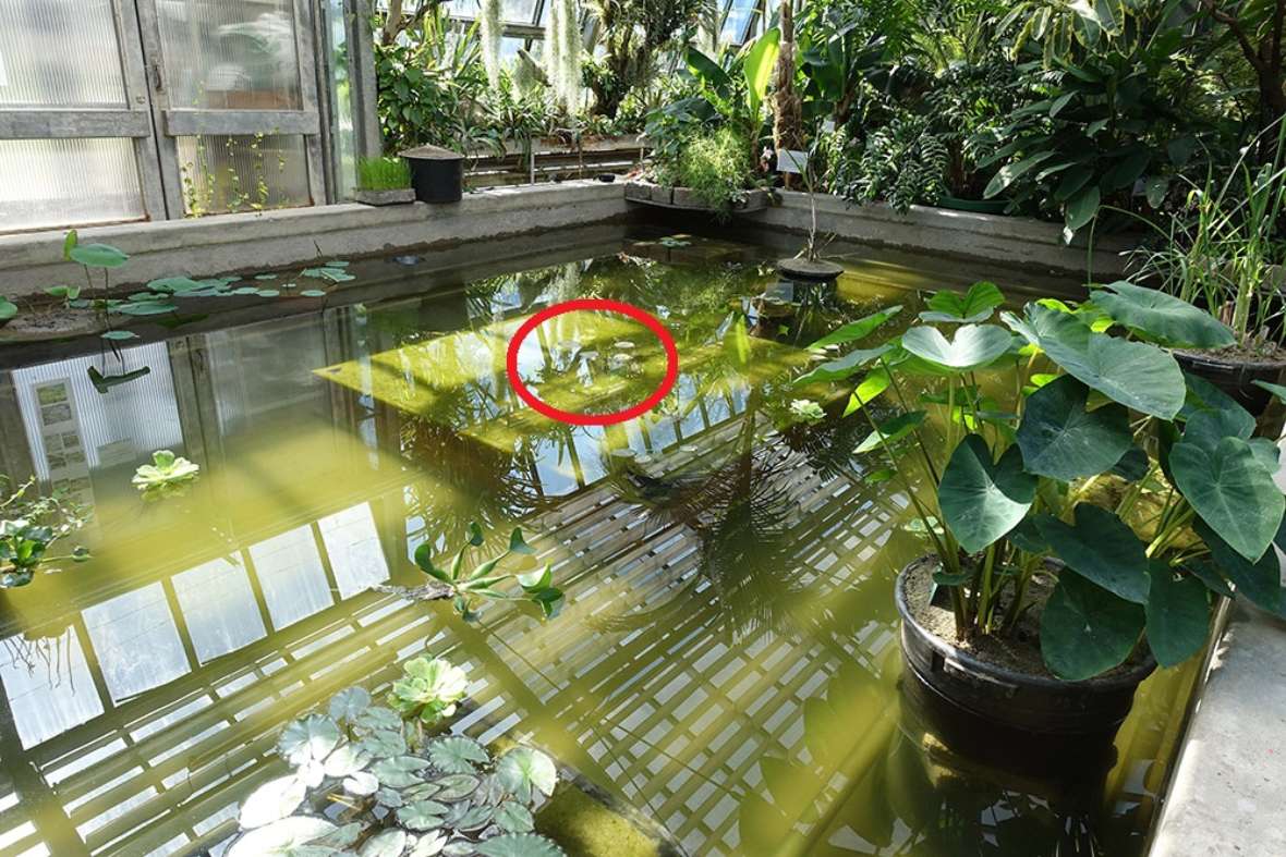 zu sehen ist ein Glashaus mit einem gemauerten Wasserbecken, in dem Wasserpflanzen schwimmen.