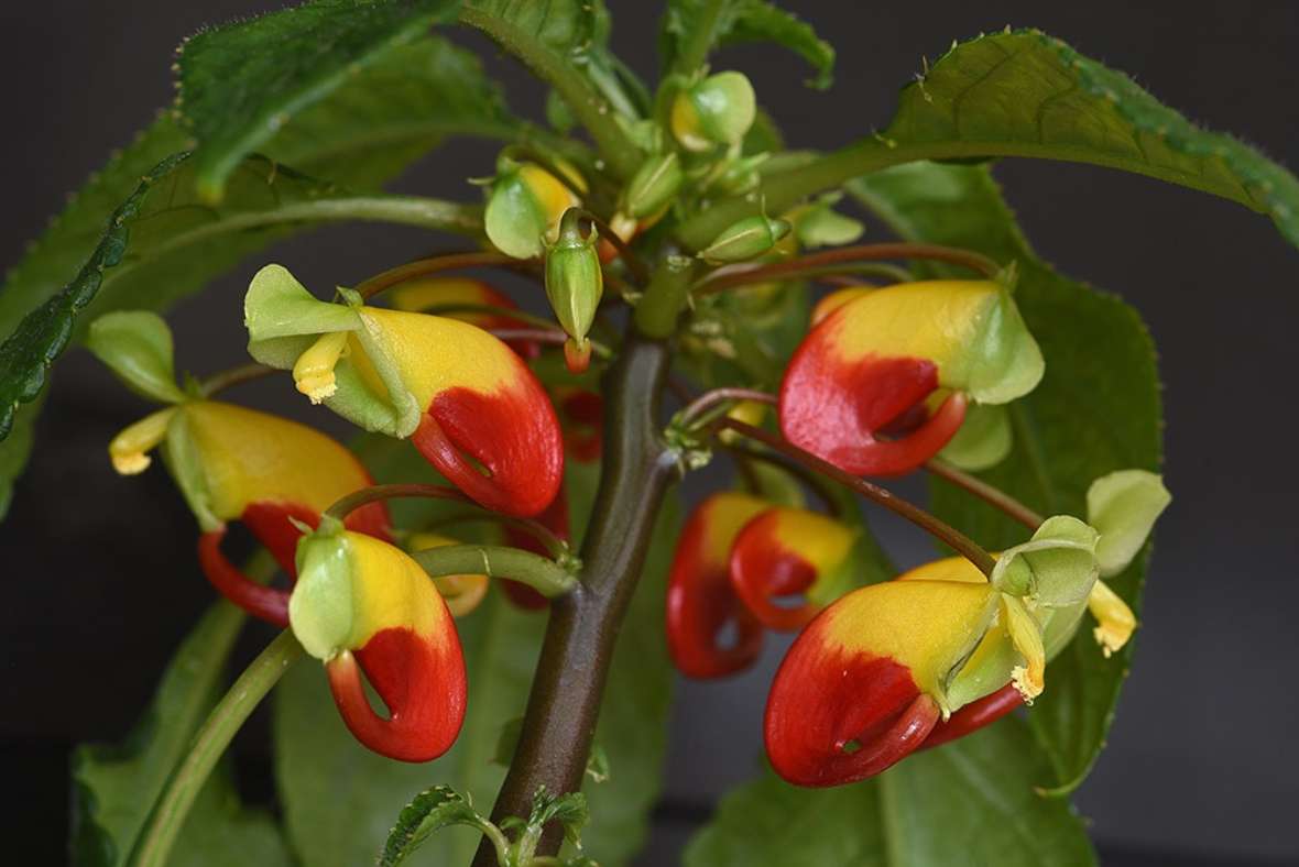 zu sehen ist eine Pflanze mit grünen Blättern und Blüten in gelb und rot