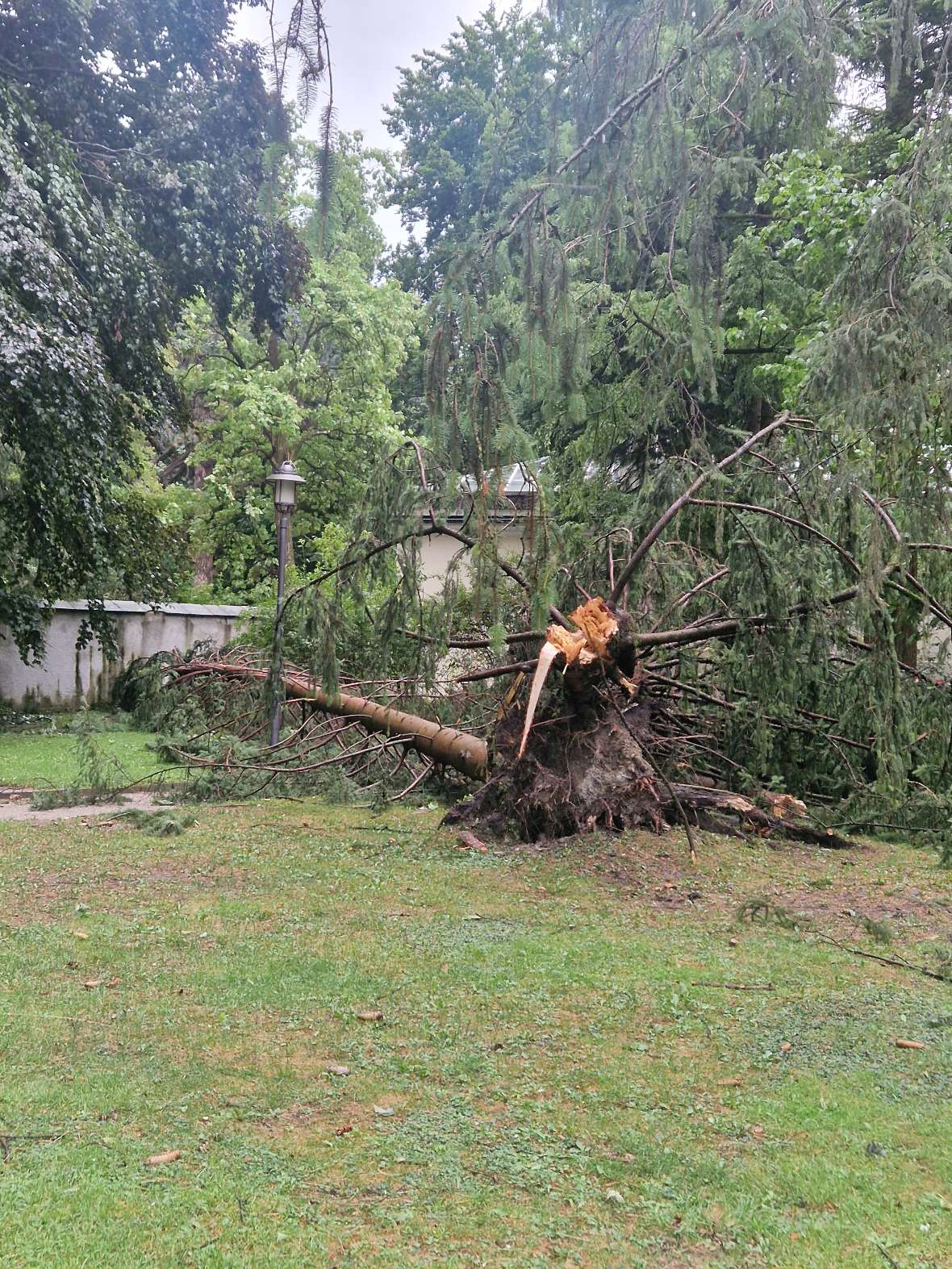 Am Boden liegender, gebrochener Baum