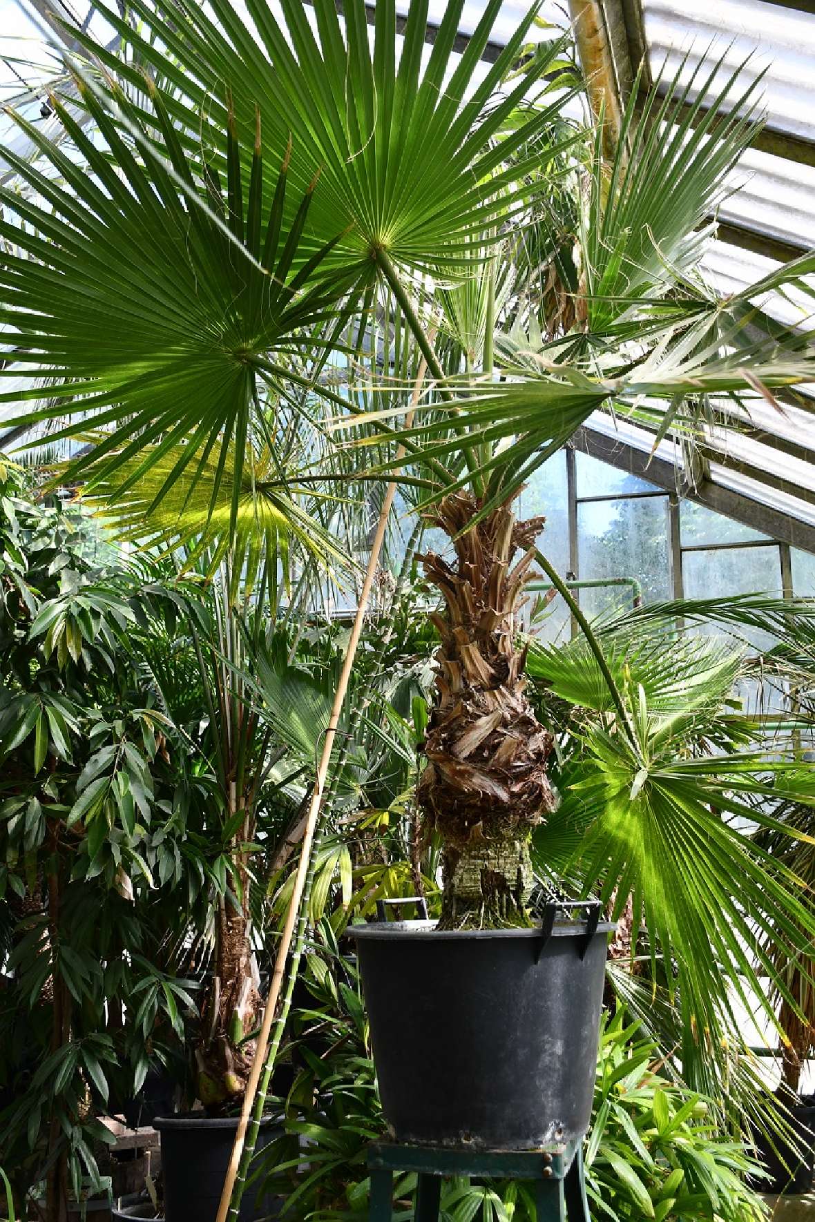 zu sehen ist eine große Palme in einem großen, schwarzen Topf