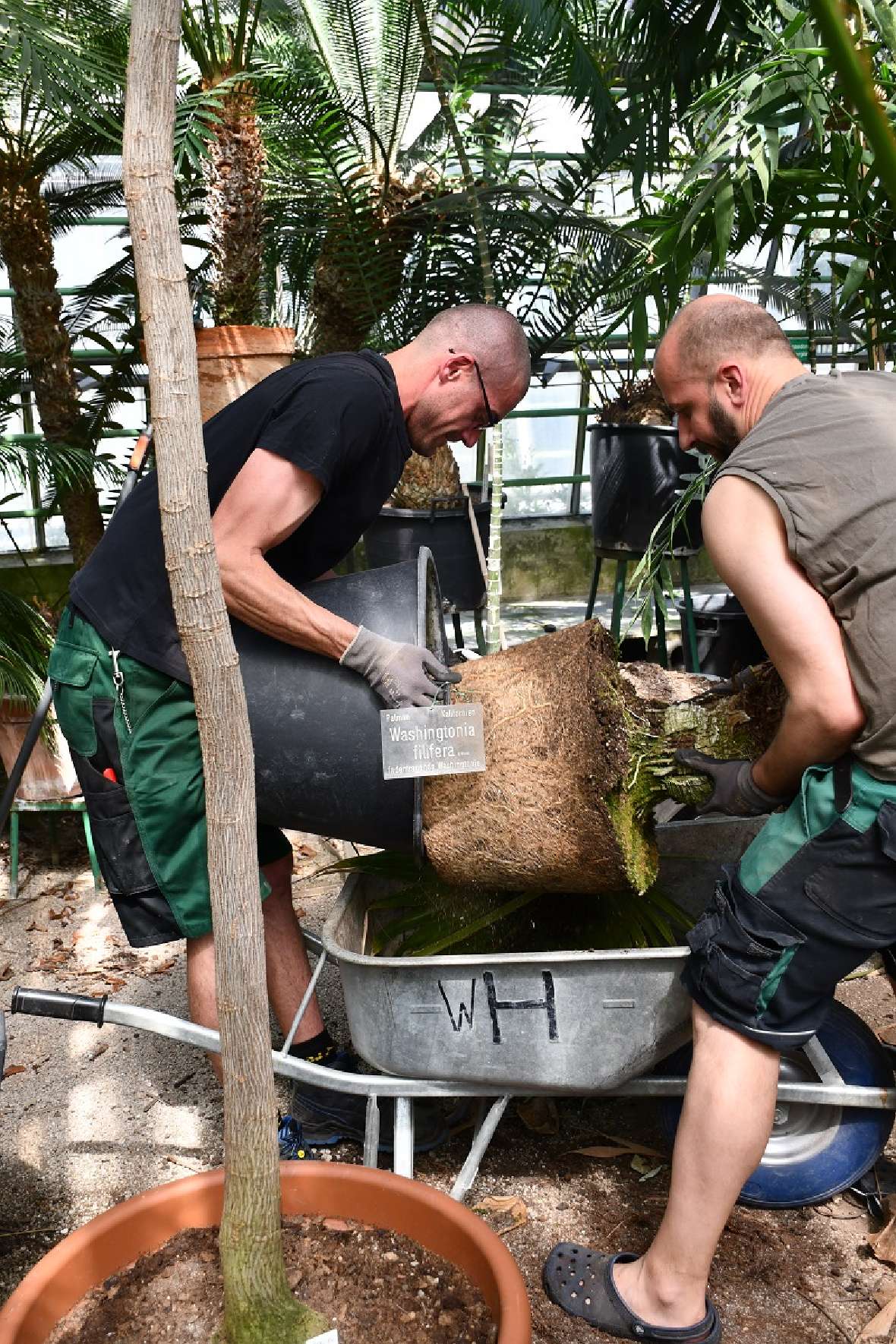 zu sehen sind zwei Männer, die eine sehr große Palme aus ihrem Topf heben