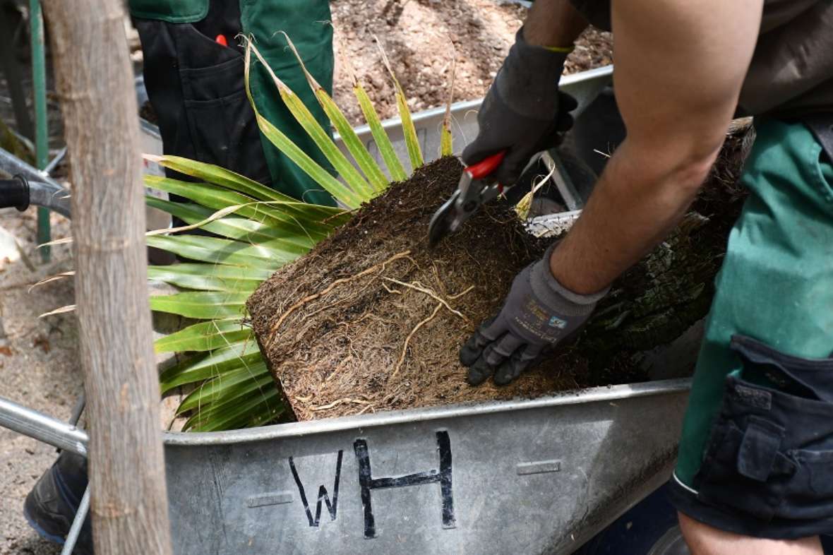 zu sehen ist ein Mann, der den Wurzelballen einer Palme in eine Scheibtruhe hebt