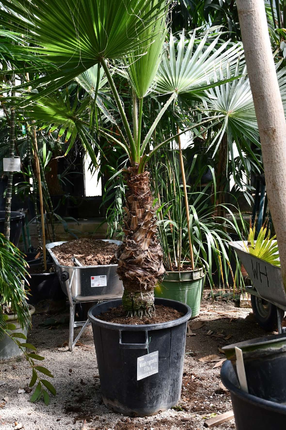 zu sehen ist eine große Palme, die frisch umgetopft in einem Glashaus steht