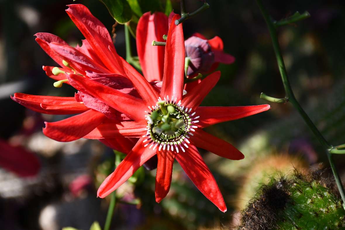 zu sehen ist eine Blüte mit roten Blütenblättern