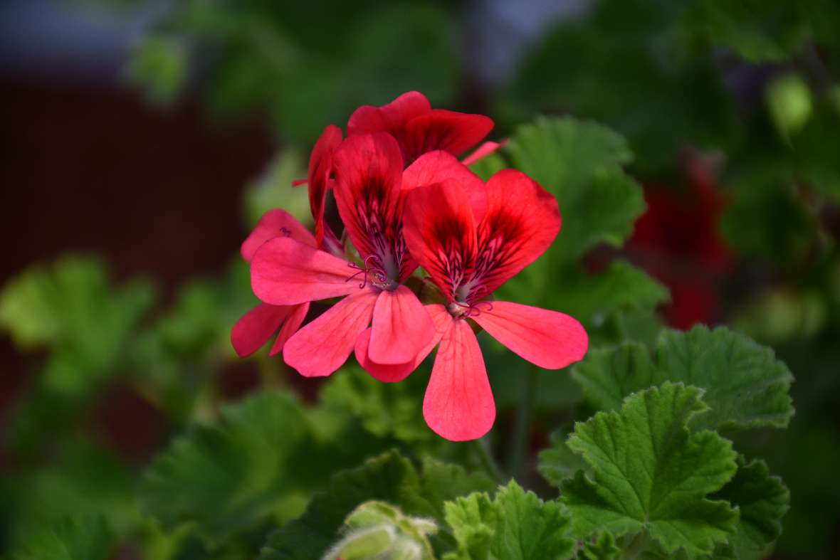 zu sehen ist eine Pflanze mit roten Blüten