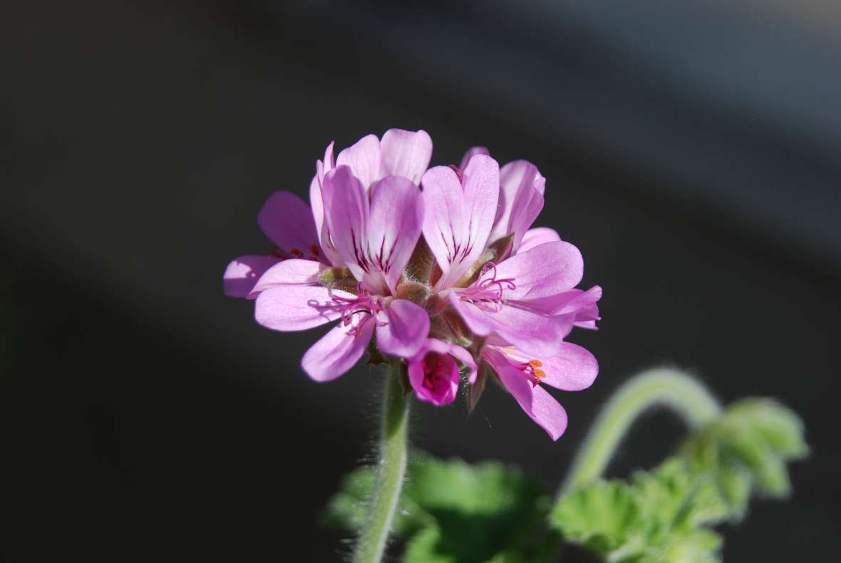 zu sehen ist eine Pflanze mit lila Blüten