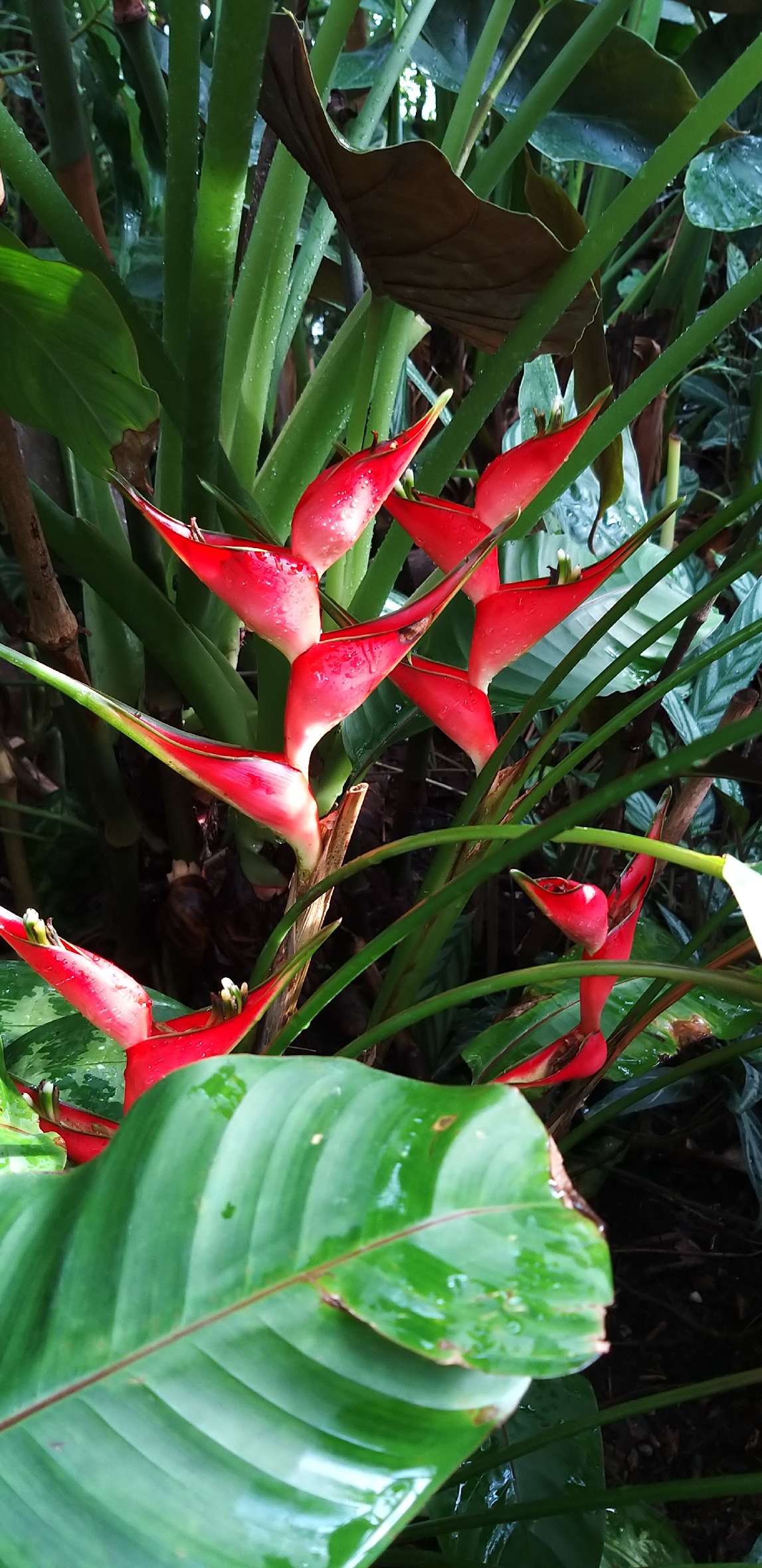 zu sehen ist eine Pflanze mit roten Blüten
