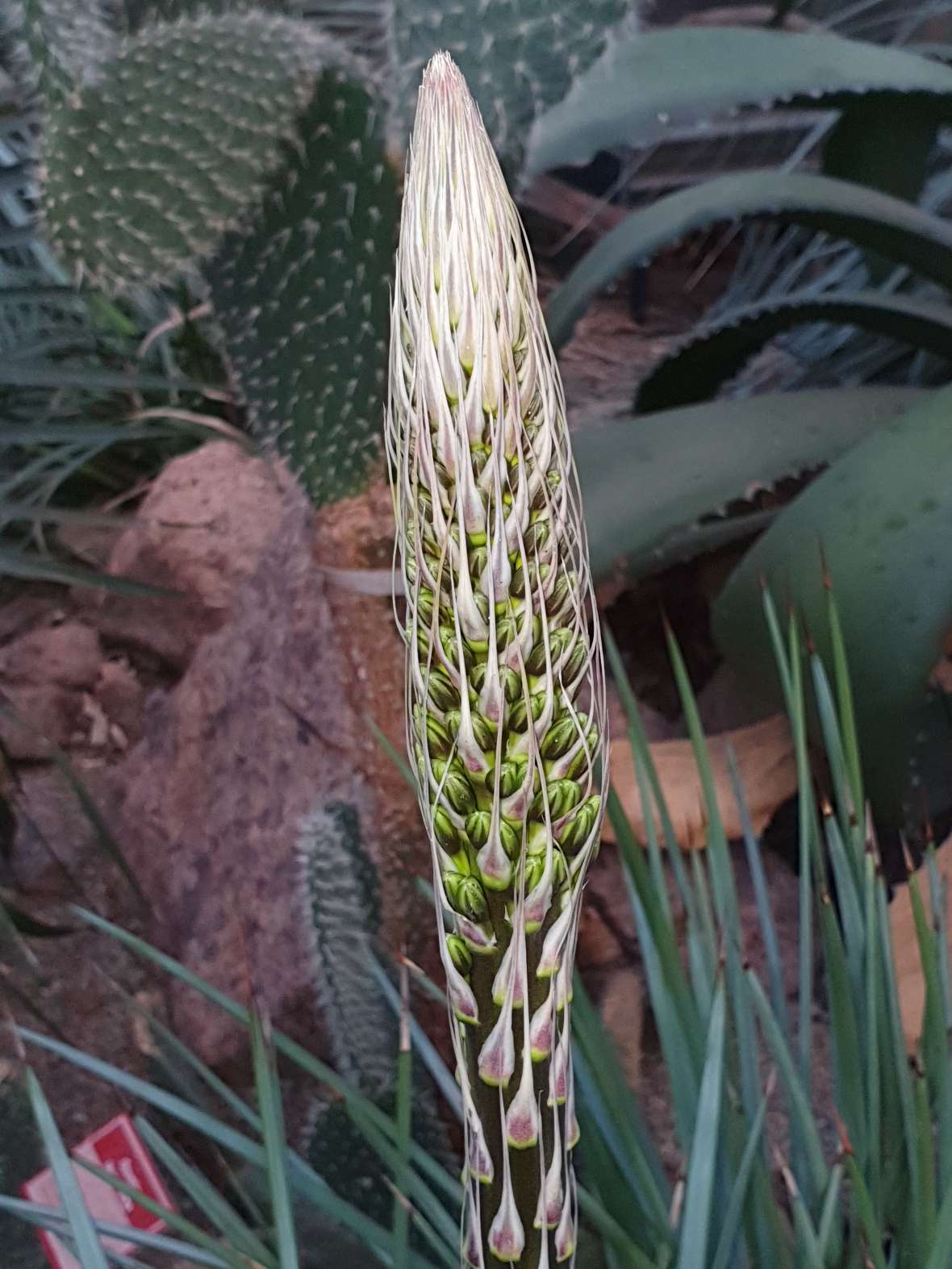 zu sehen ist eine weiße längliche Blüte, dahinter sieht man Kaktuspflanzen