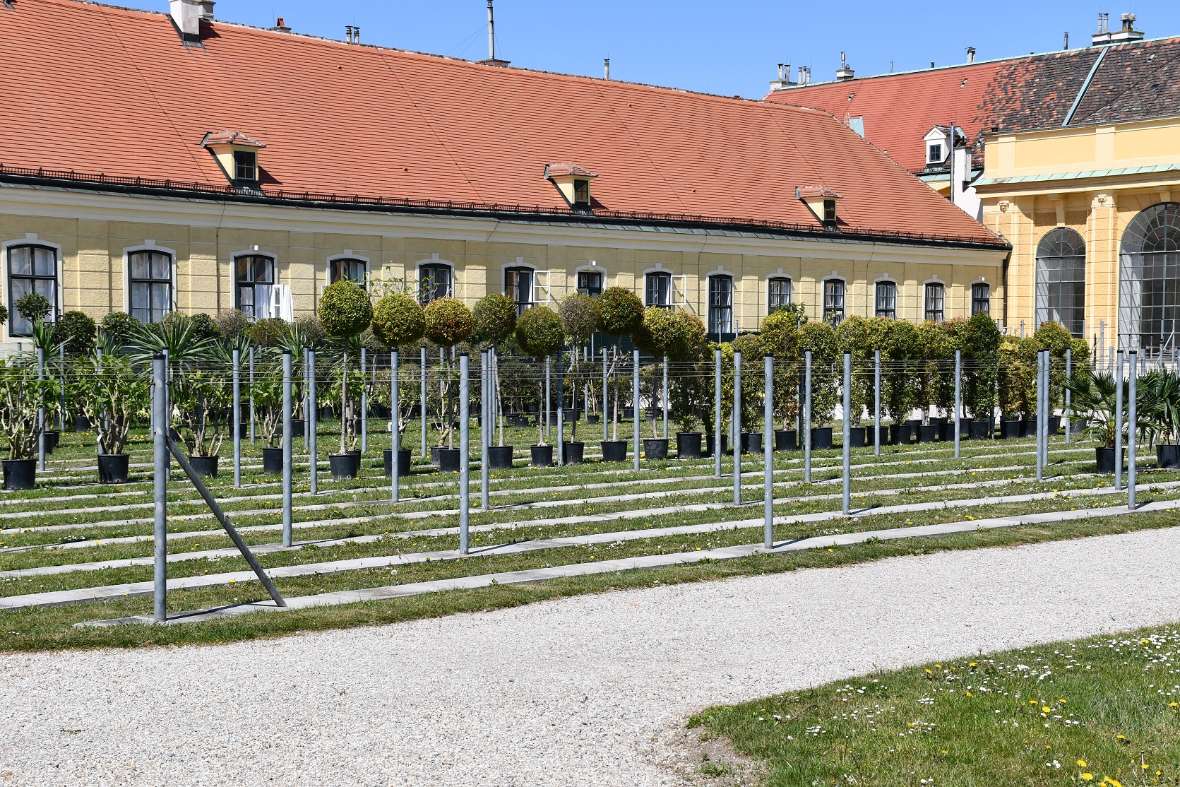 zu sehen ist ein gelbes Gebäude, davor stehen in Reihen Pflanzen